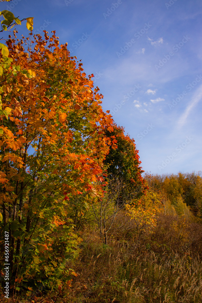 autumn in the forest