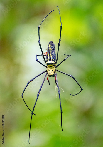 Giant Wood Spider in its natural habitat. Assam, India. © Sourav