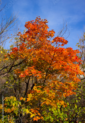 autumn in the park