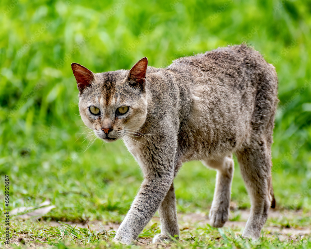 Cat in the grass. Cat in the grass.