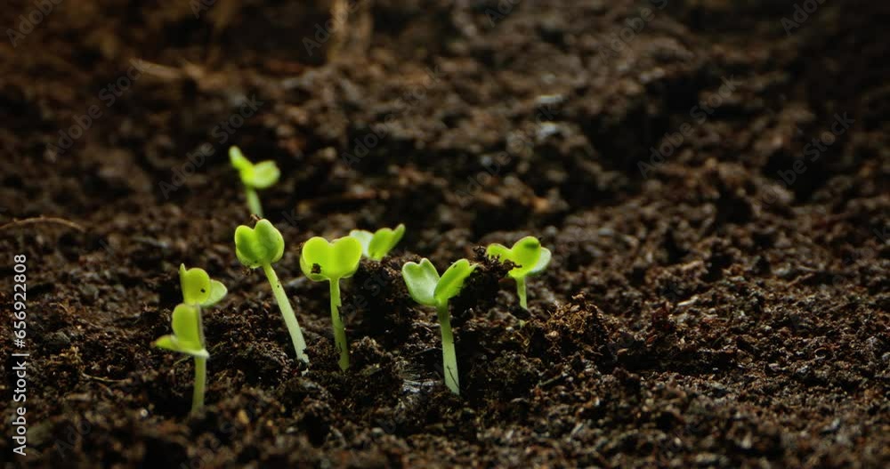 Beautiful Timelapse of Seed Germination in Soil. Birth of New Life - Journey from Seed to Seedling. High quality 4k footage Beautiful Timelapse of Seed Germination in Soil. Birth of New Life - Journey from Seed to Seedling. High quality 4k footage