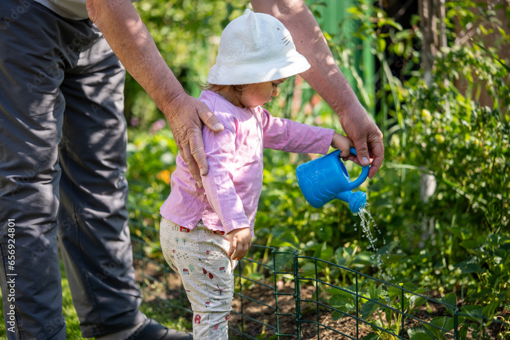 Young child and her grandfather tending to a garden together watering plants with a blue can