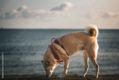 westsiberian laika on the beach photo