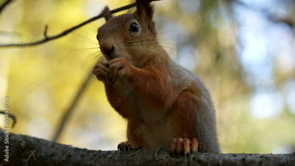 Wild squirrel sitting on tree and eating a nut Wild squirrel sitting on tree and eating a nut