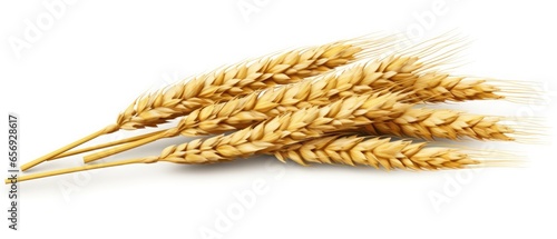 Ear Of Wheat Spikelet Isolated On Transparent Or White Background . Сoncept Agriculture, Wheat Farming, Crop Production, Food Ingredients