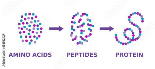 Protein structure. Amino acids, peptides, protein. Proteins formation model. Scientific diagram. Proteins molecule synthesis. Molecule made of long chains of polypeptides. Vector illustration. 