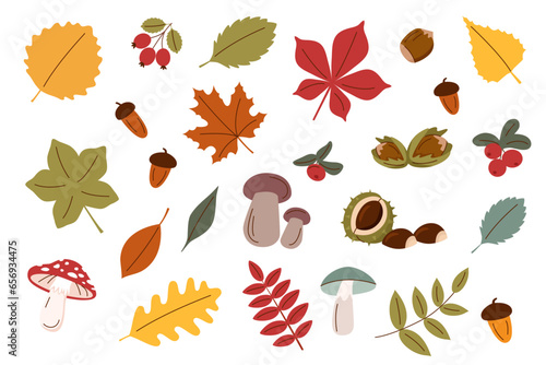 Set of autumn objects - leaves, mushrooms, berries, nuts, acorns. Harvest, autumn and Thanksgiving concept.	
