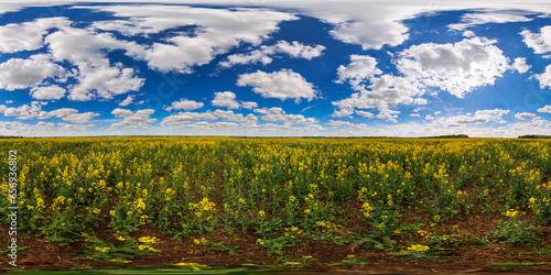 360 by 180 seamless degree full spherical panorama of summer day blossoming yellow rapeseed colza field in equirectangular projection