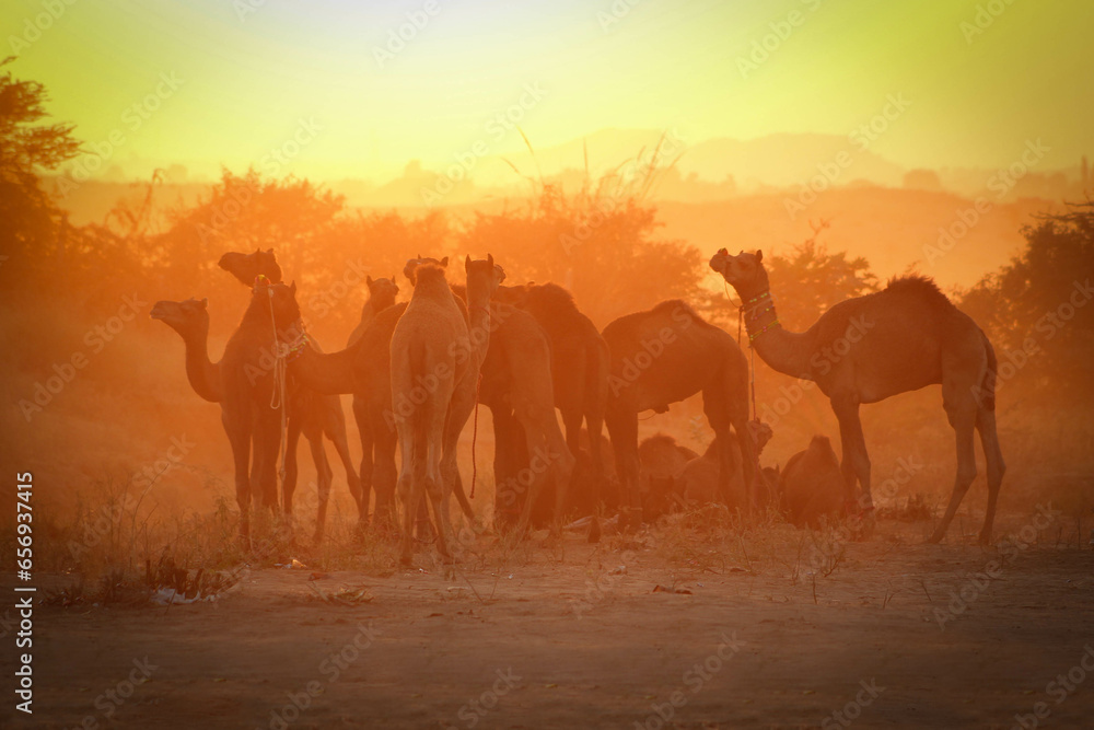 Fototapeta premium India / Pushkar Camel Fair 