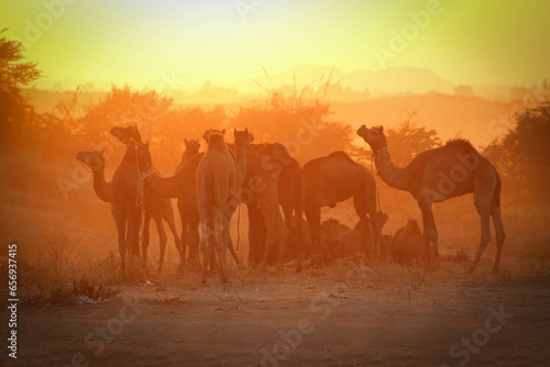 India   Pushkar Camel Fair 
