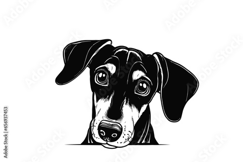 Curious Dachshund Gaze: A Vector Illustration of a Cute Dachshund Playfully Peeking