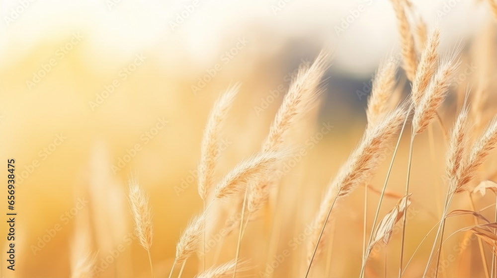 A dry grass and summer season, soft golden bokeh background A dry grass and summer season, soft golden bokeh background