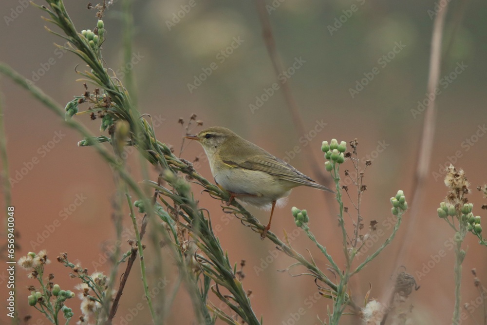 Fototapeta premium robin on a branch