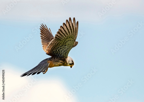 Common kestrel (Falco tinnunculus) in flight photo