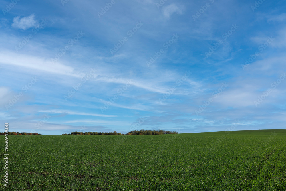 A huge beautiful field of winter rye extending beyond the horizon under a beautiful sky.
