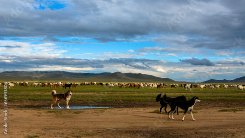 Mongolian hunting dogs