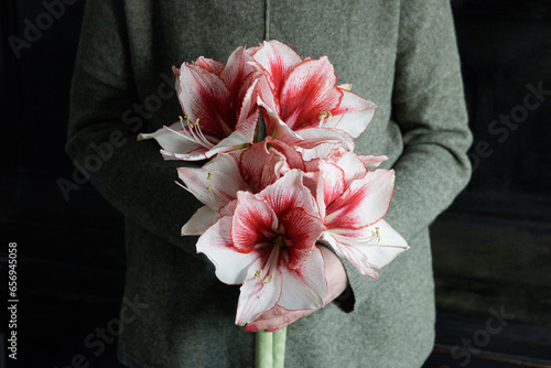 Midsection of woman holding bunch of blooming amaryllis flowers