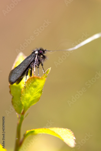 vertical macrophotography of the adela reaumurella butterfly photo