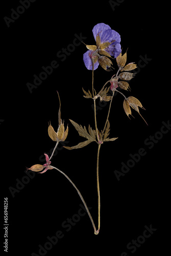 Geranium Pratense with Violet Flowers Isolated on Black Background