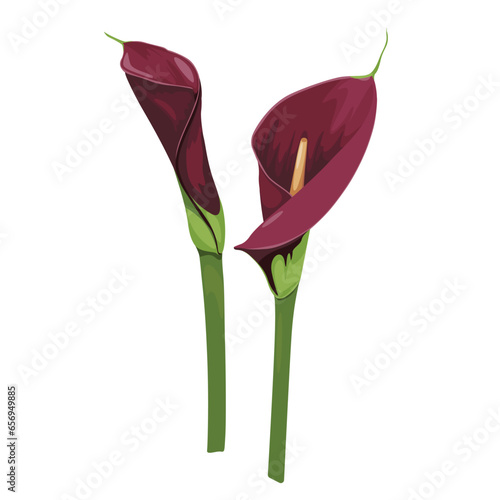 Set of bordo arum lilies on white. Illustration of affectionate flowers. Zantedeschia, calla lily used as highly valued ornamental plants.