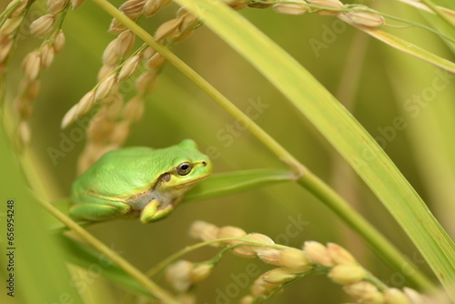 稲穂にとまるアマガエル