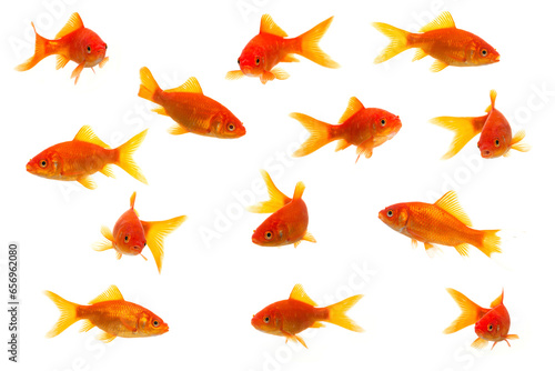 Goldfish in different positions swimming around isolated on a white background