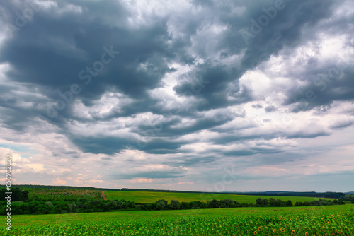 Cloudy sky over the field with sunflowers . Low clouds over the agricultural field