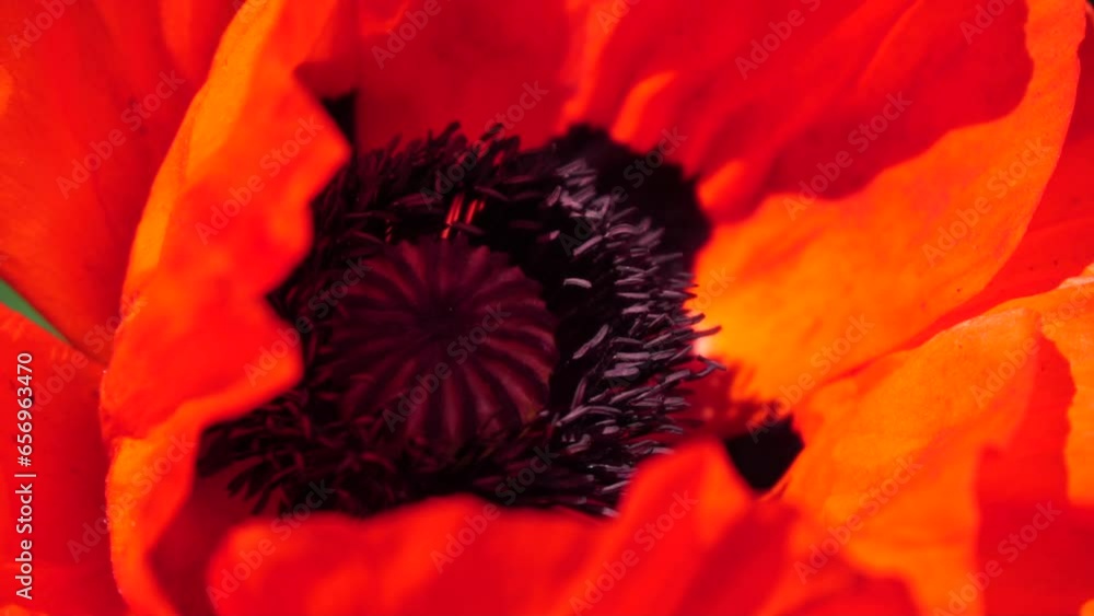 Red Poppy Flower Head close up of petal. Poppies in the meadow wild poppy field, swinging by wind. Macro. Close-up of blossoming poppies. Glade of red poppies. Soft focus blur. Papaver sp. Red Poppy Flower Head close up of petal. Poppies in the meadow wild poppy field, swinging by wind. Macro. Close-up of blossoming poppies. Glade of red poppies. Soft focus blur. Papaver sp.