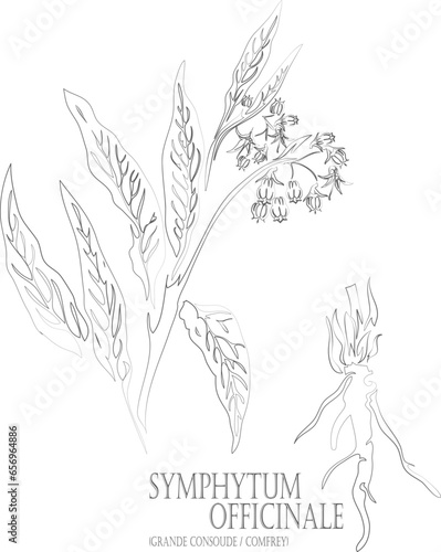 Comfrey or Grande consoude root and leafs vector contour. Symphytum officinale plant outline. Set of Symphytum officinale herb in Line for pharmaceuticals. Contour drawing of medicinal herbs