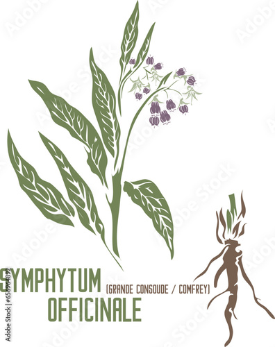 Comfrey or Grande consoude root in color vector silhouette. Medicinal Symphytum officinale plant. Set of Symphytum officinale flowers in color image for pharmaceuticals. Medicinal herbs color drawing