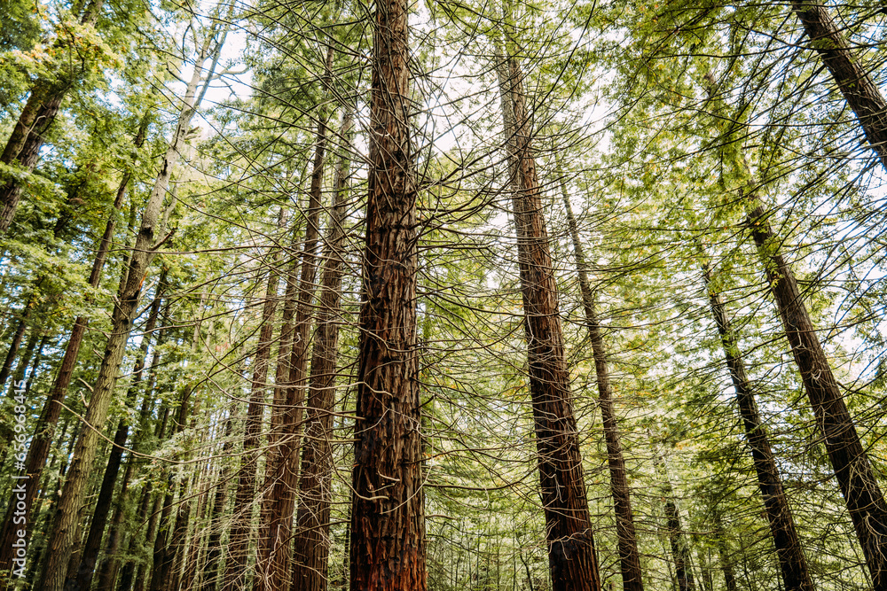 Obraz premium redwood trees in a forest of Cantabria, Spain