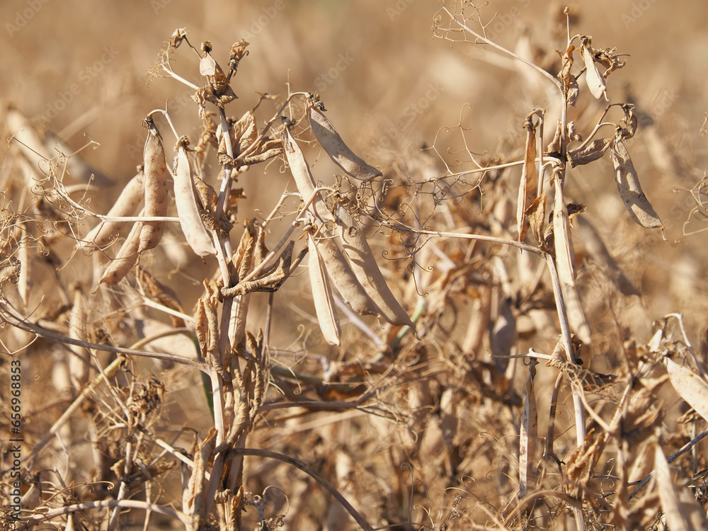 Ripe dry pea field ready to be harvested