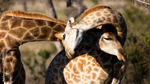 Canvas Print Two giraffe bulls testing their strength