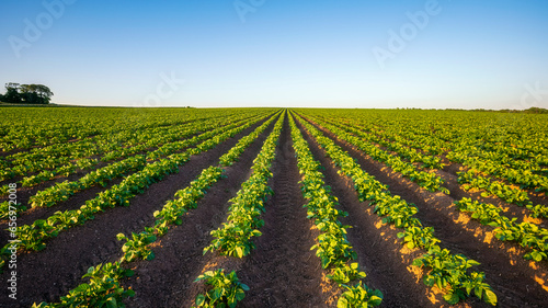UK, Scotland, Potato field in summer