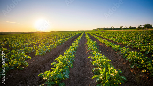 UK, Scotland, Potato field atsummer sunset photo