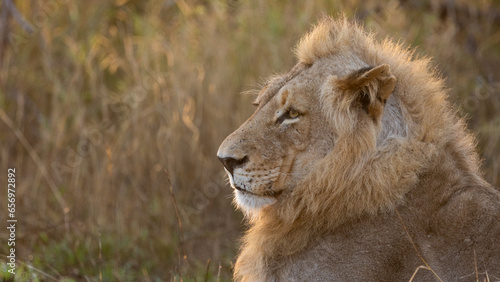a young male lion close up