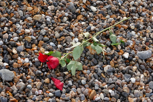 Une rose rouge déposée sur une plage de galets photo