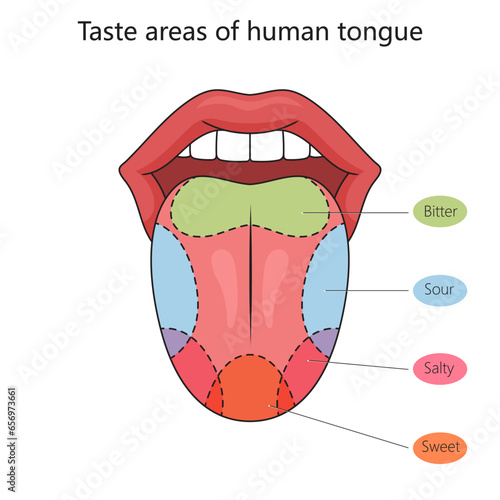 Taste zones of the human tongue structure diagram schematic vector illustration. Medical science educational illustration