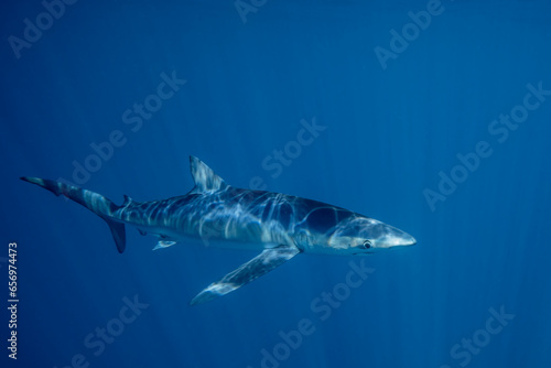 Mexico, Baja California, Underwater view of blue shark (Prionace glauca) photo