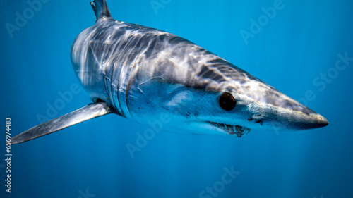 Mexico, Baja California, Underwater view of shortfin mako shark (Isurus oxyrinchus) photo
