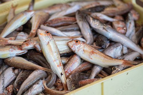 Various freshly just caught fish ready to be sold in a fish market. Shrimps, sea bass, cod, red mullet or goatfishes. Close up photo