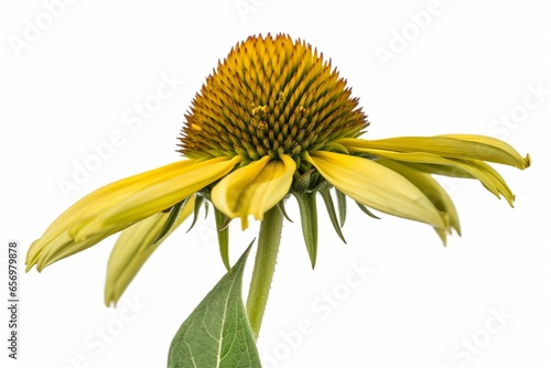 A yellow coneflower stem on a transparent background. Generative AI photo