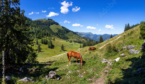 Austria, Salzburger Land, Horses grazing in alpine pasture