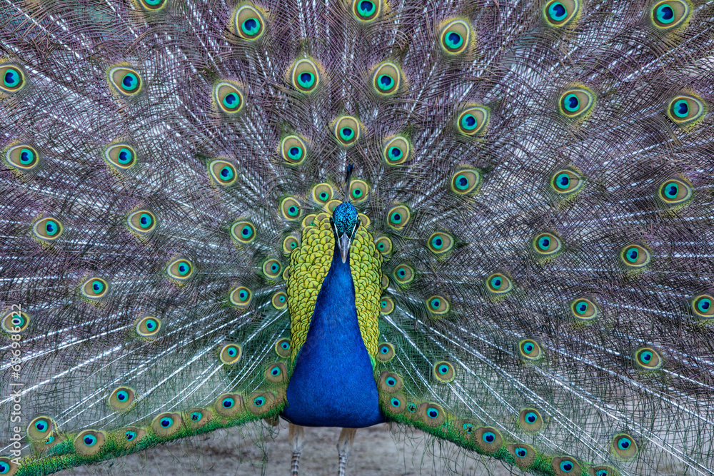 Obraz premium Peacock birds in park in spain