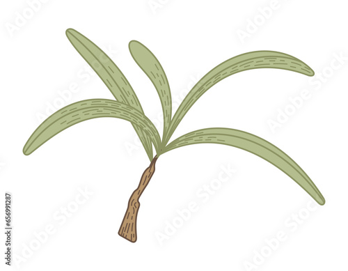 Isolated sea buckthorn branch with leaves. Natural green plant, vector flat illustration.