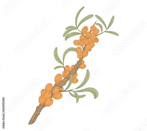 Isolated sea buckthorn branch with leaves and berries. Natural green plant, vector flat illustration.