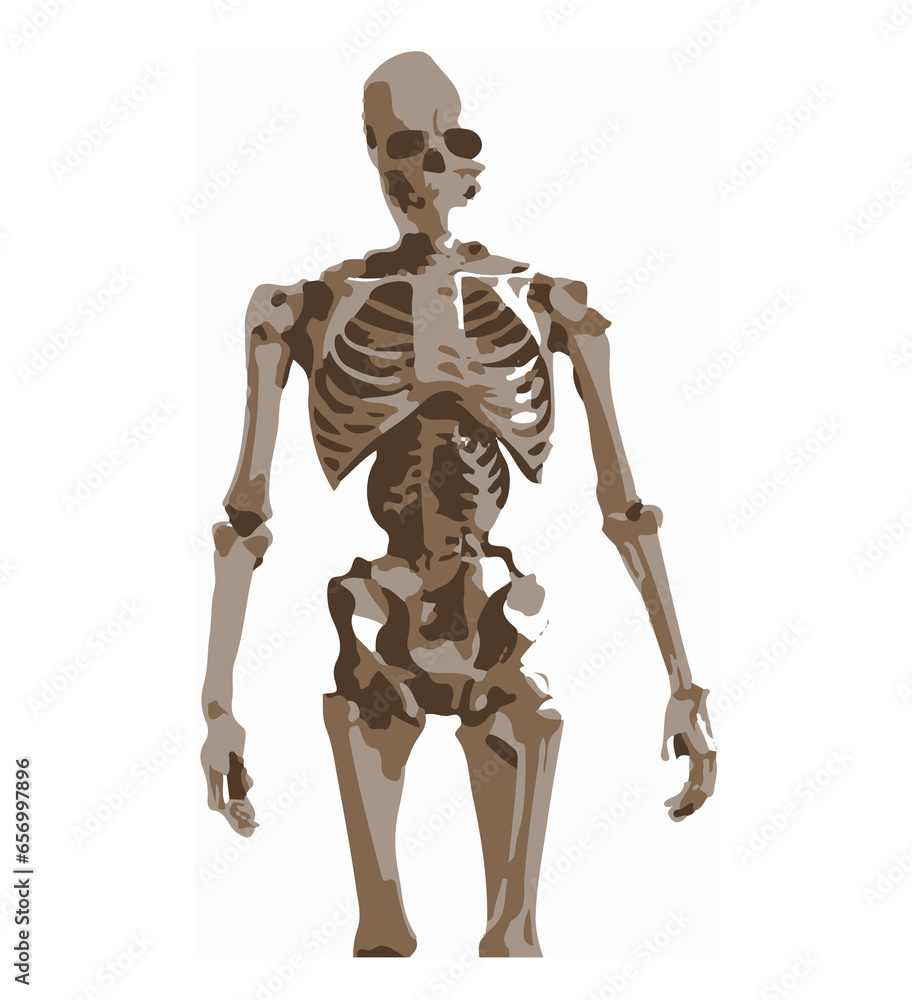 Abstract silhouette of a human skeleton. Isolated on white background Abstract silhouette of a human skeleton. Isolated on white background