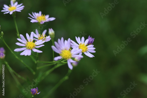 秋の花