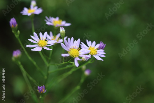 秋の花