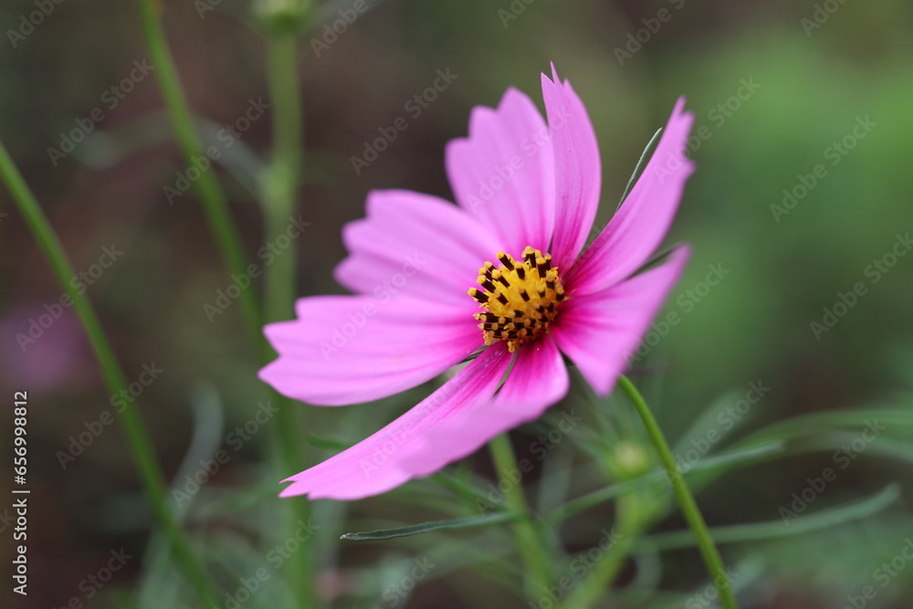Obraz premium 秋の花